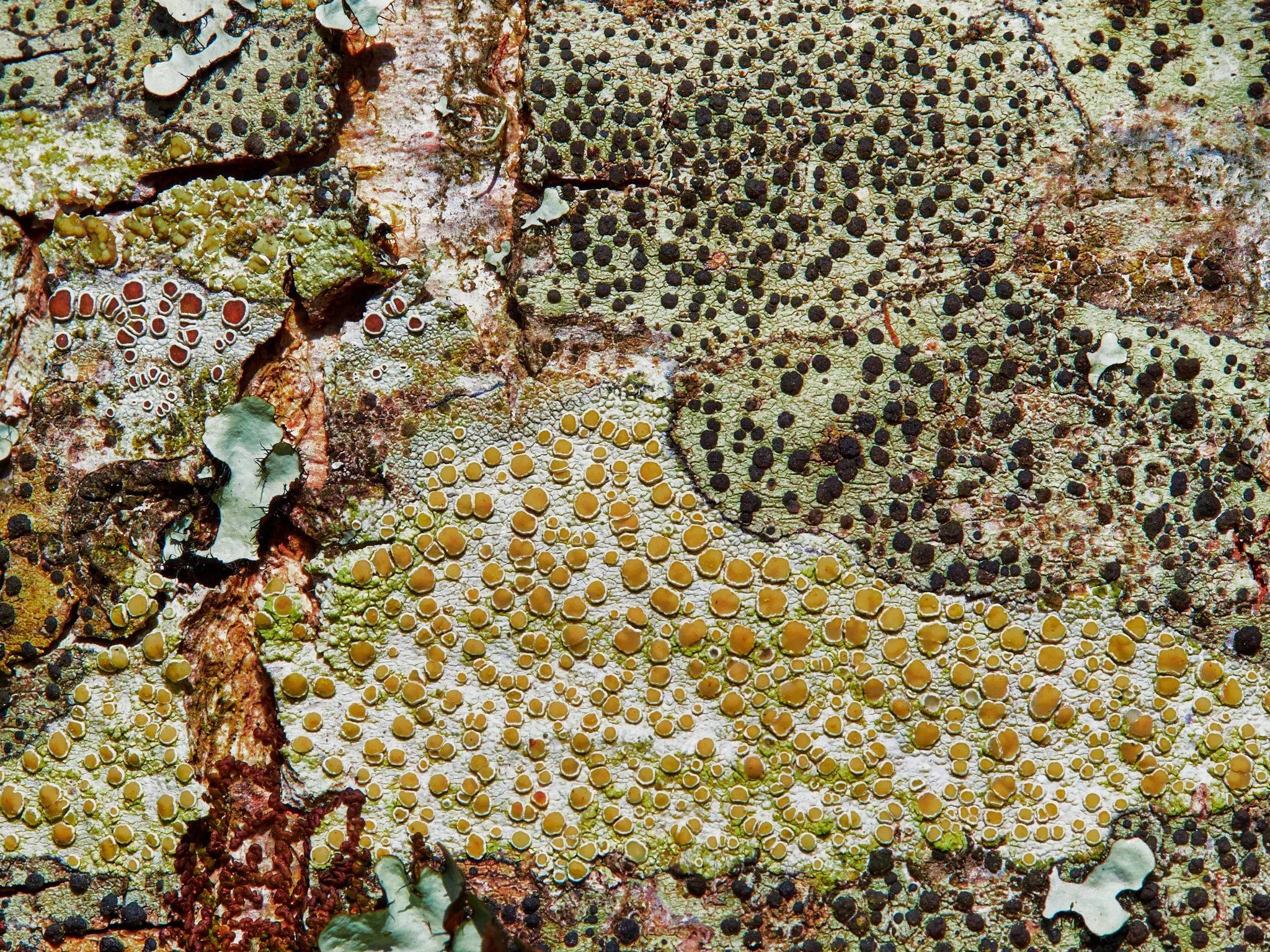 Lichen on wood