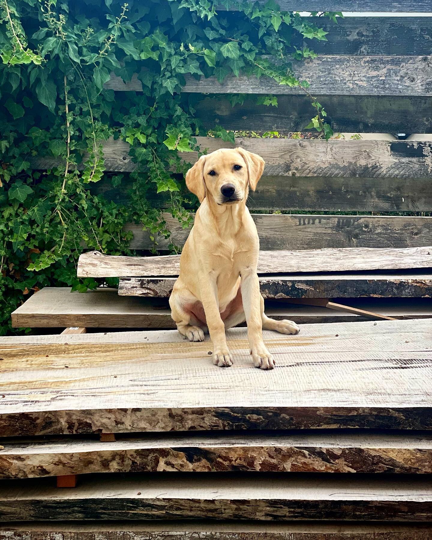 Guard dog on duty 🐶 our family dog Monty is keeping an eye on next year&rsquo;s supply of ash. This wood is so beautiful, with amazing live edge features and intricate grain details, we can&rsquo;t wait to turn it into something. What should we make