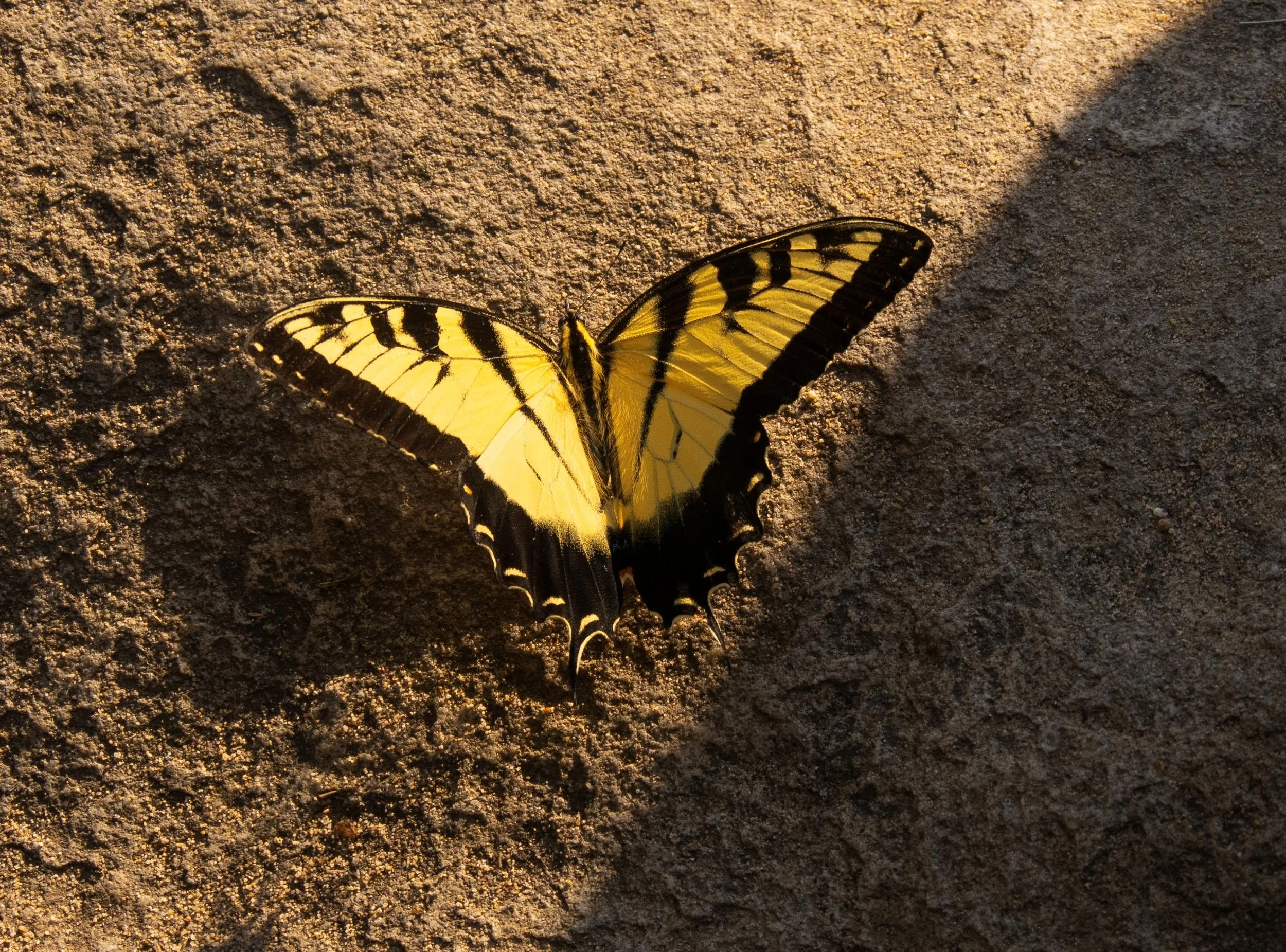 Meditating on YAH’S Word