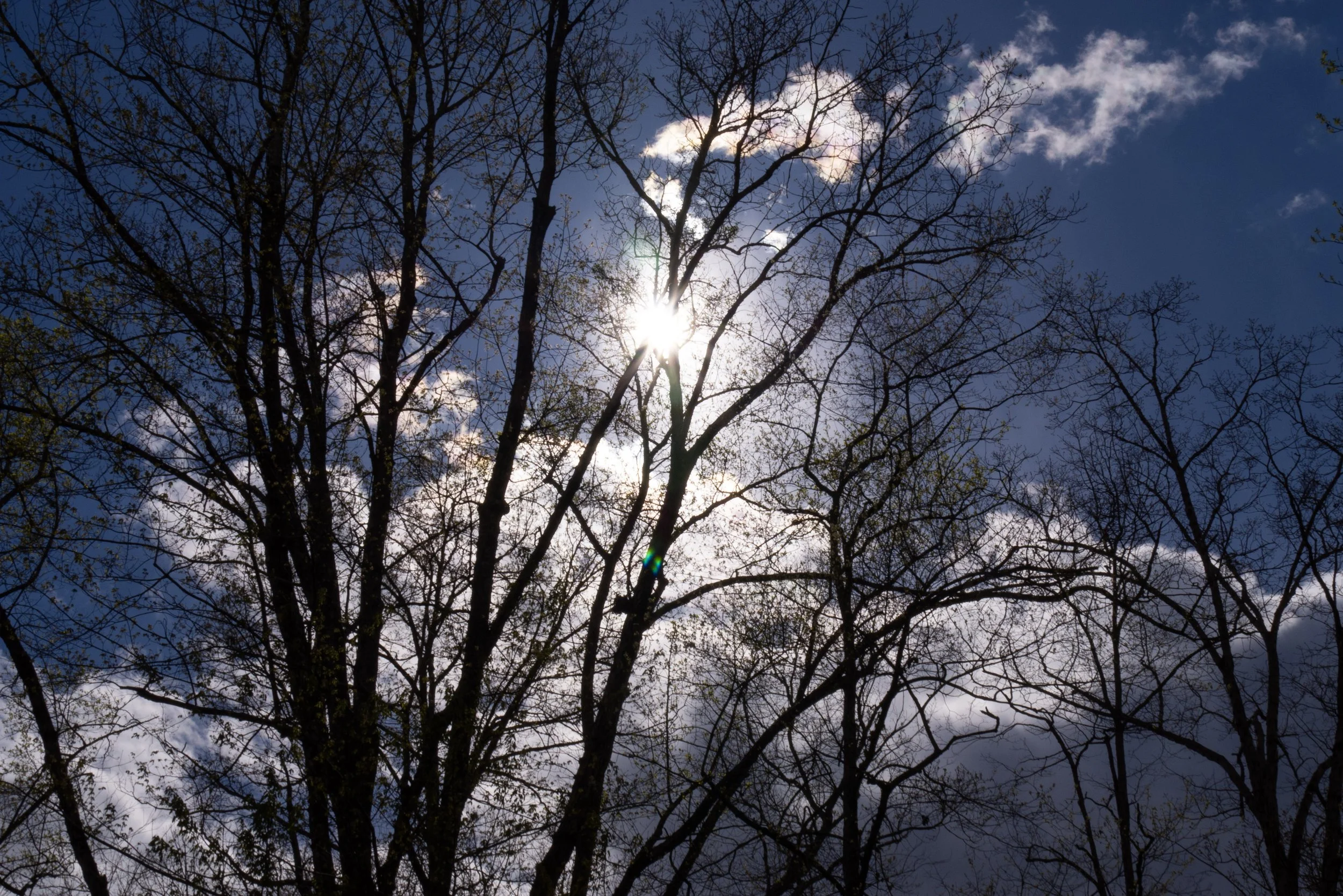 The Sound of the Trump