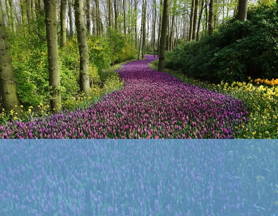 Mindfulness for Stress Relief