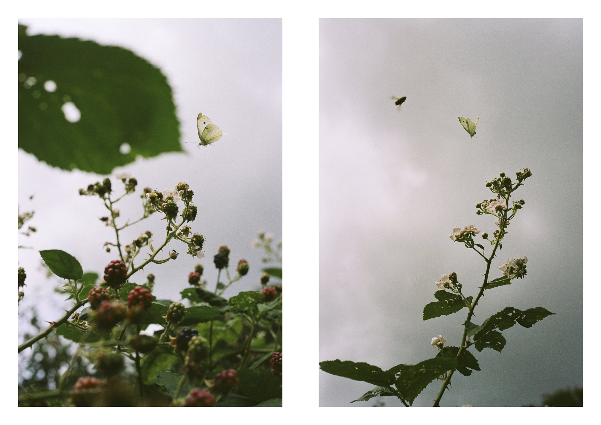 butterfly and fly two page.jpg