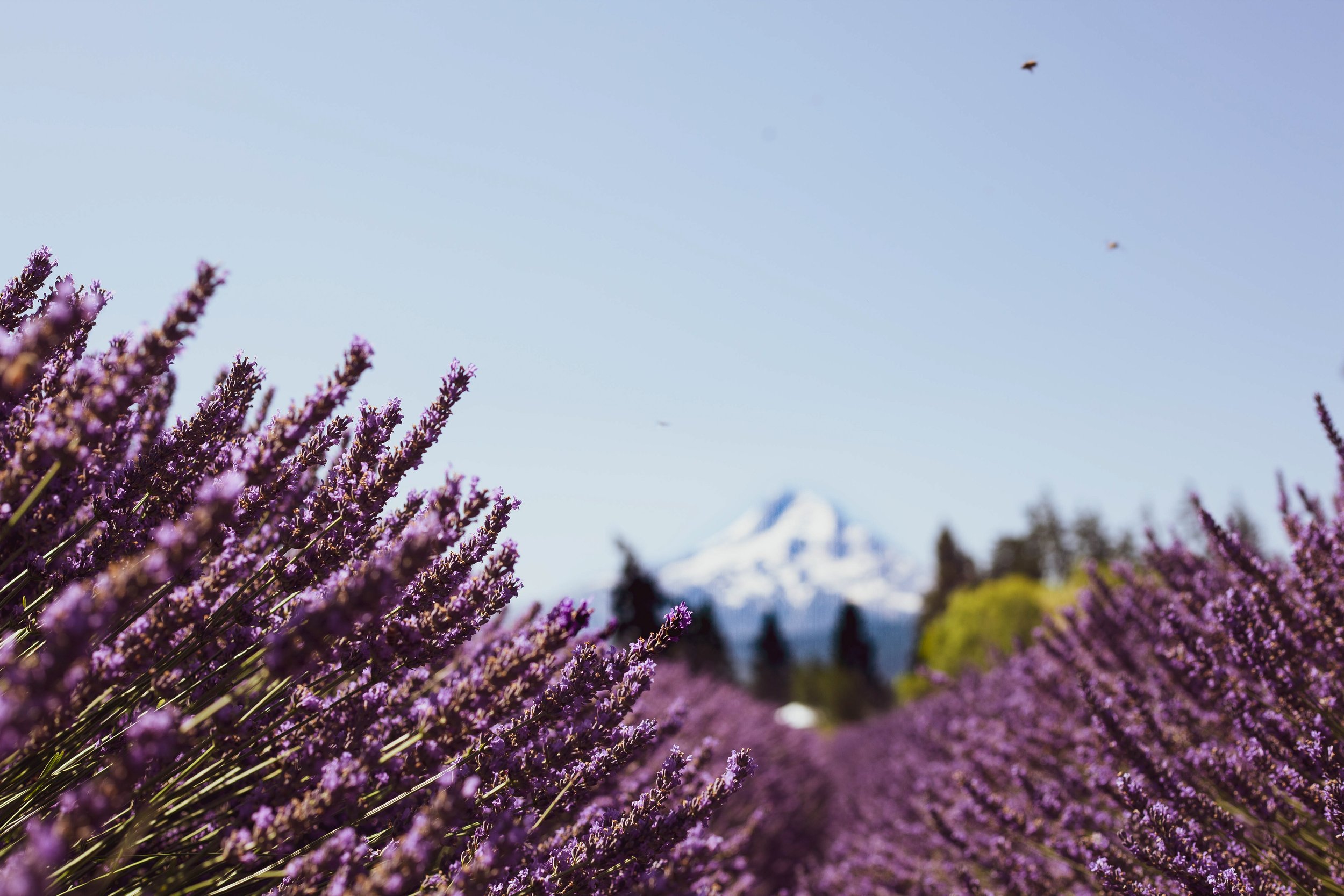 Lavender with bees mountains in background