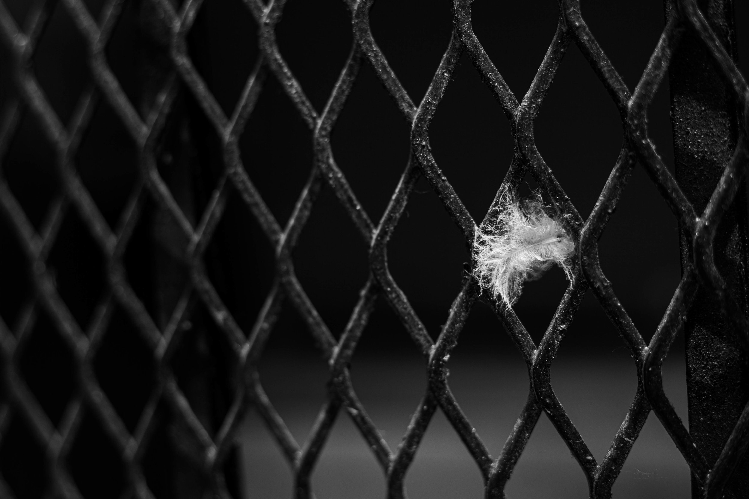 Feather stuck on fence post