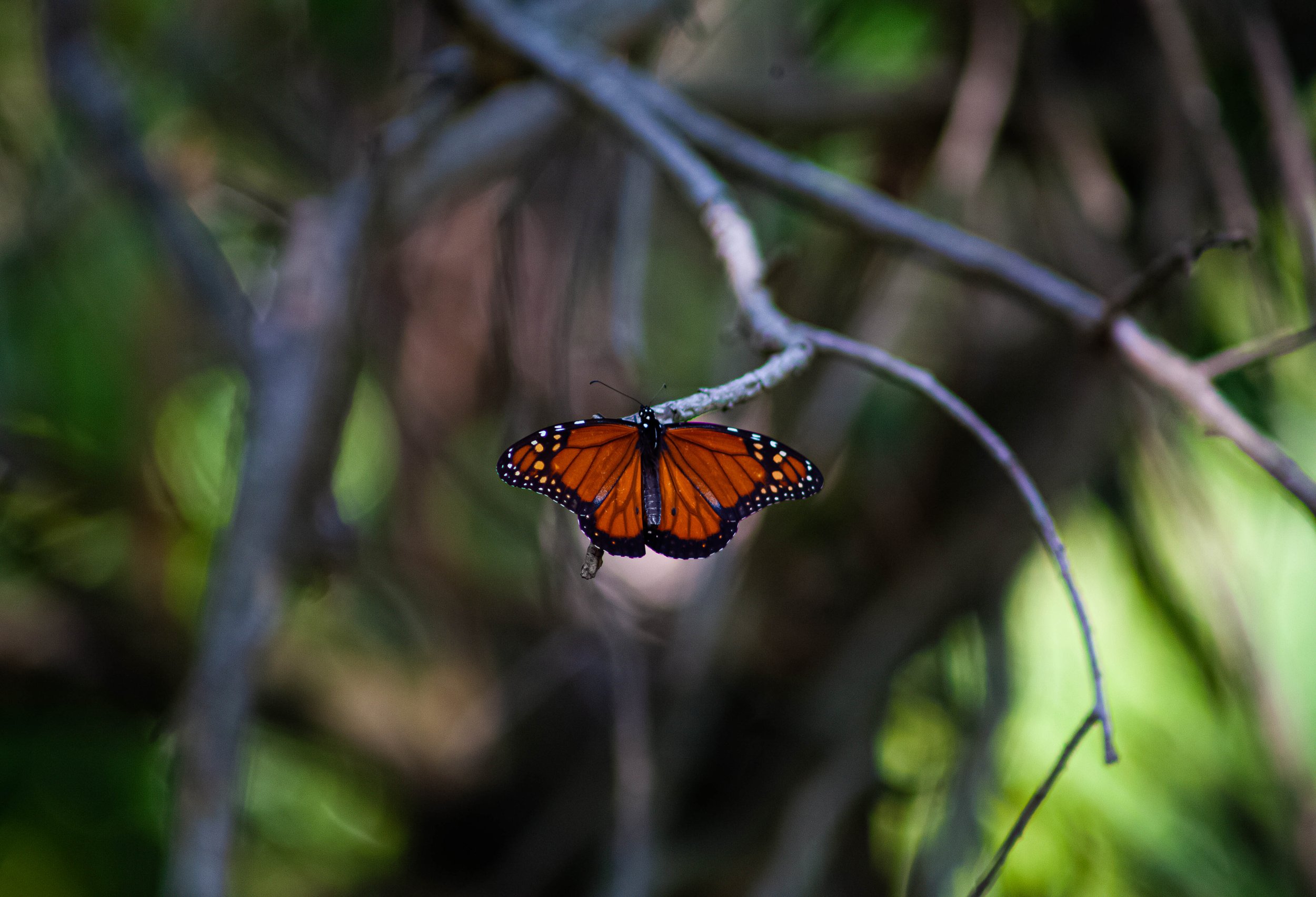 Monarch butterfly on ftree