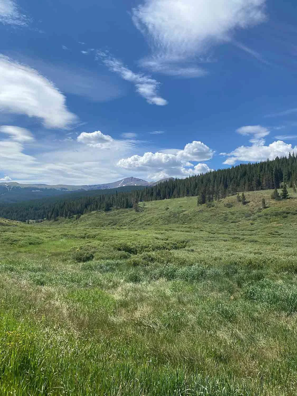 Scenic landscape with green grass and a forested hillside under a clear blue sky with clouds.