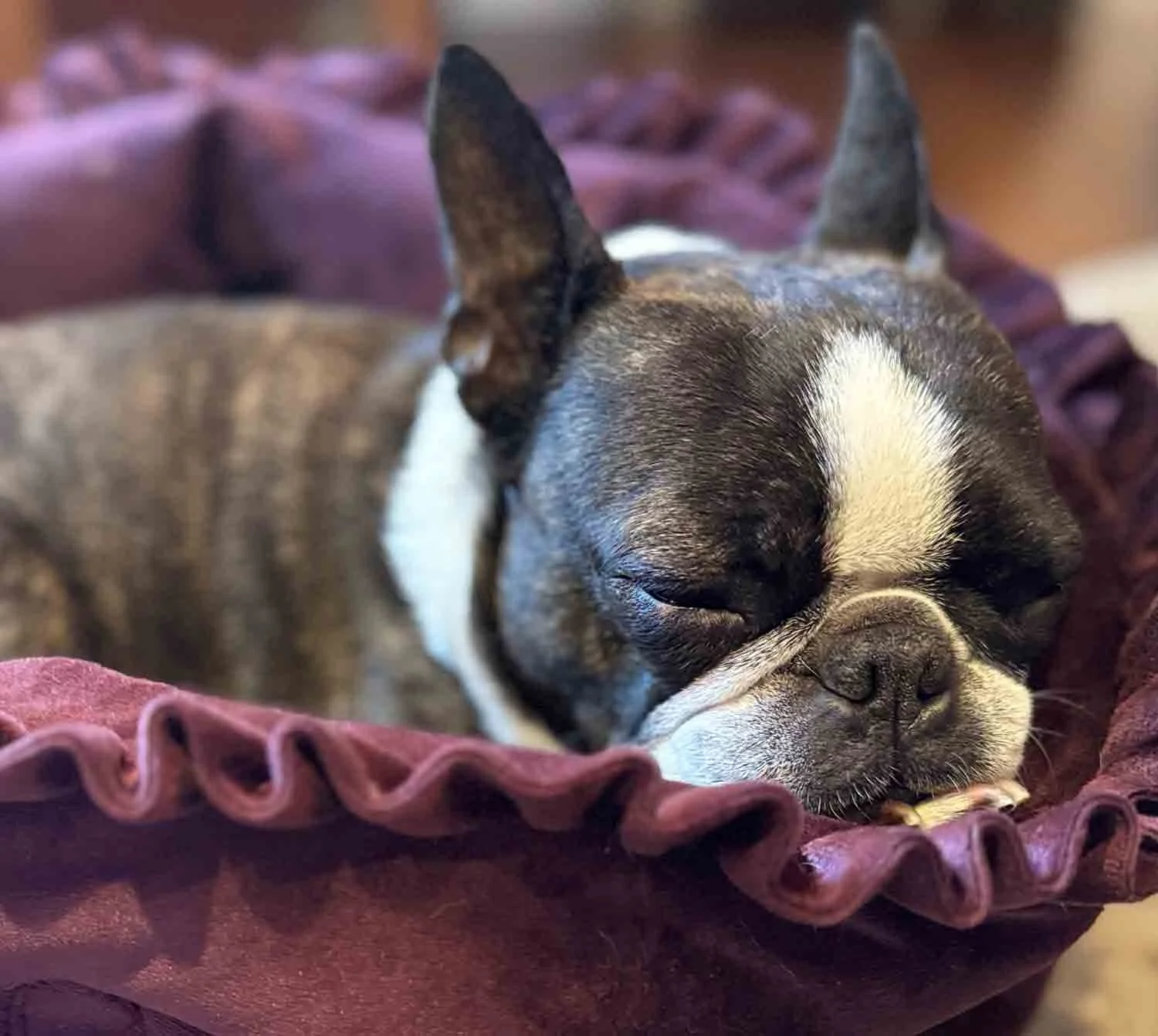 Dog photo: Boston Terrier curled up in the Studio 8 Design illustration studio