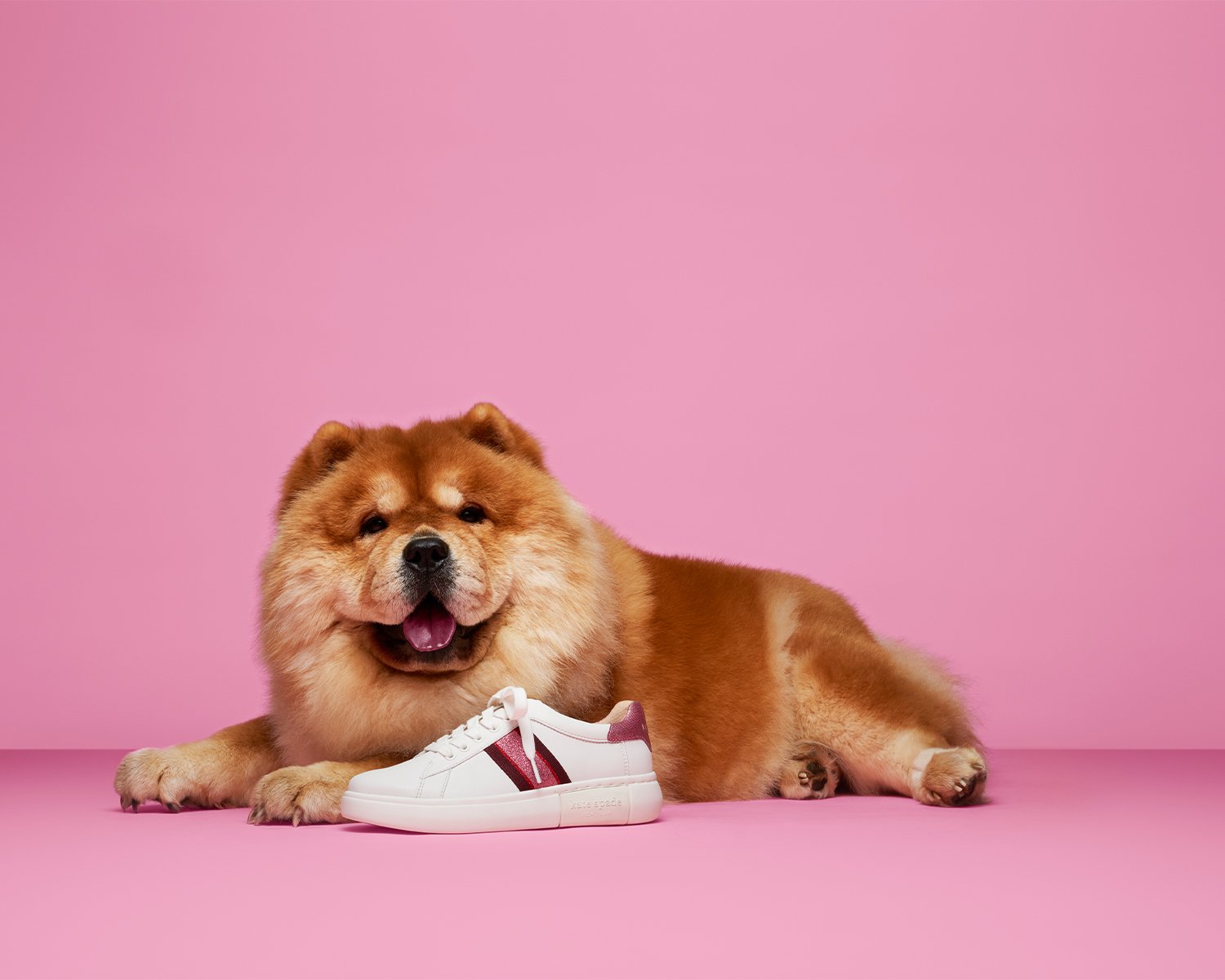 Sunshine, the Chow