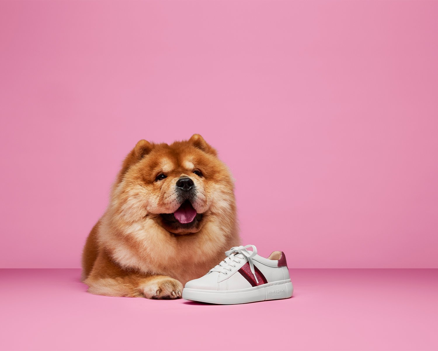 Sunshine, the Chow
