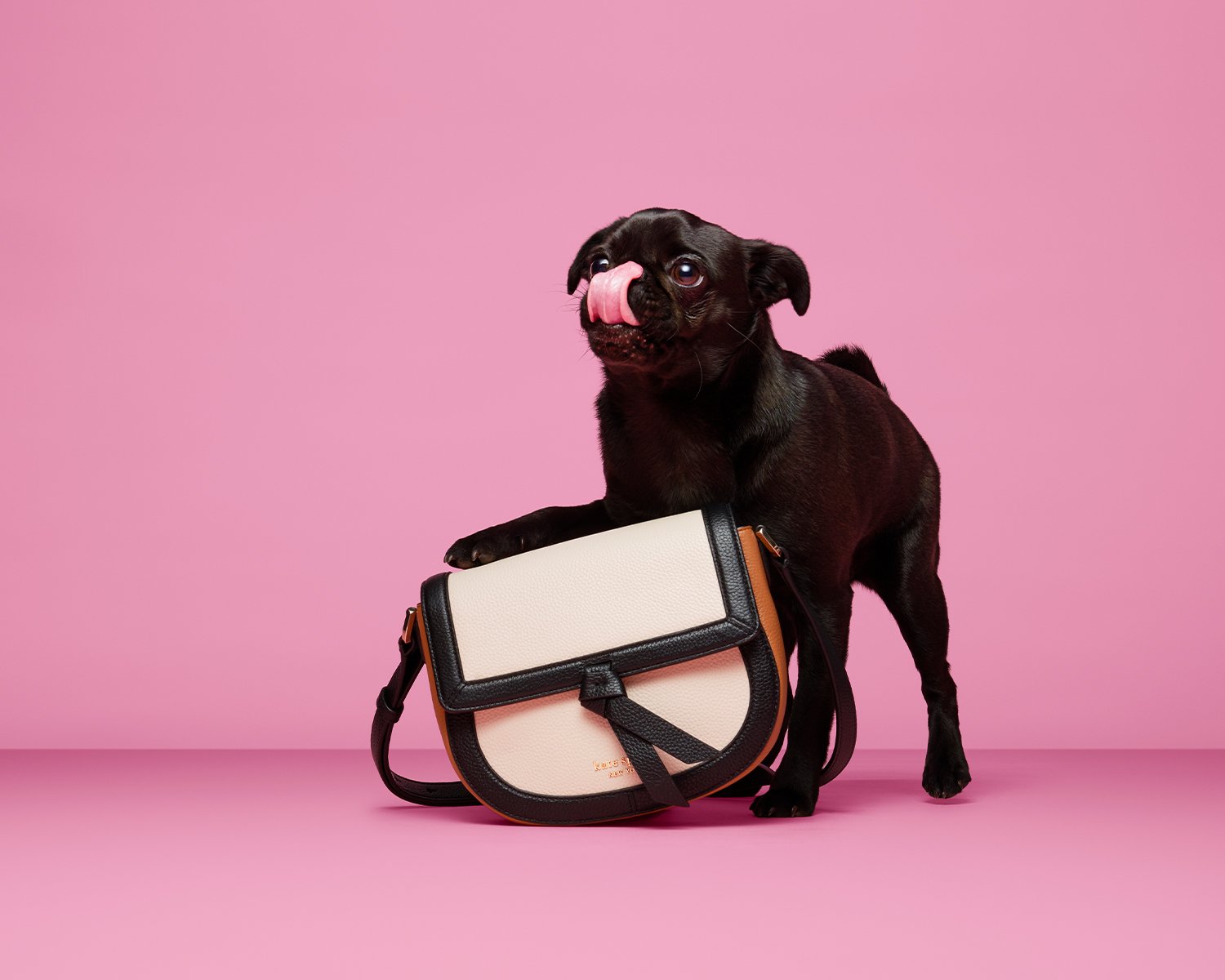 Bella, the Pug