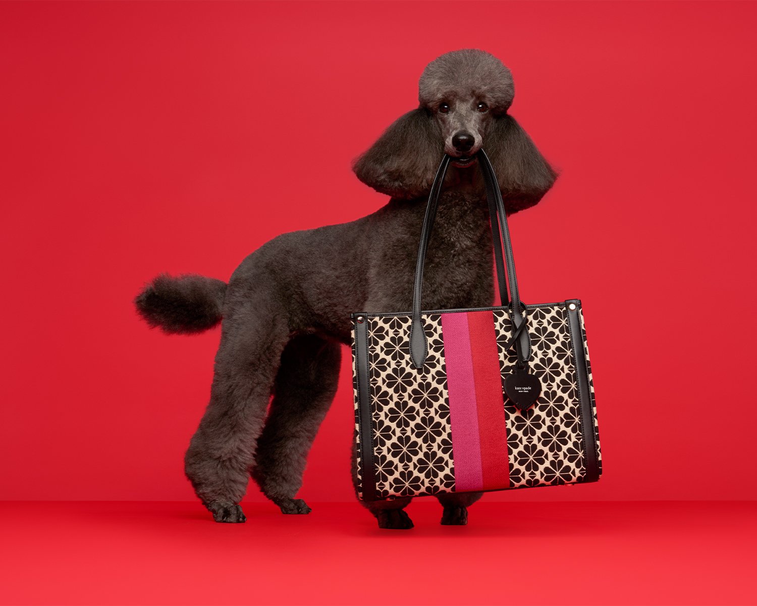 Jolie, the Standard Poodle