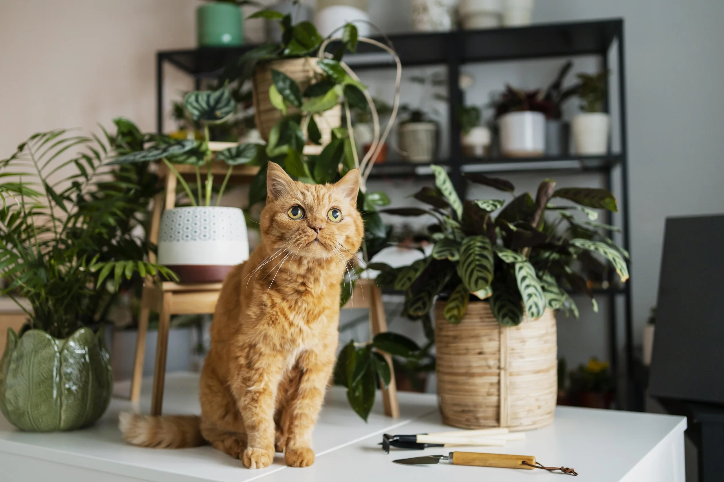 Pet-Friendly Indoor House Plants for Las Vegas Homes