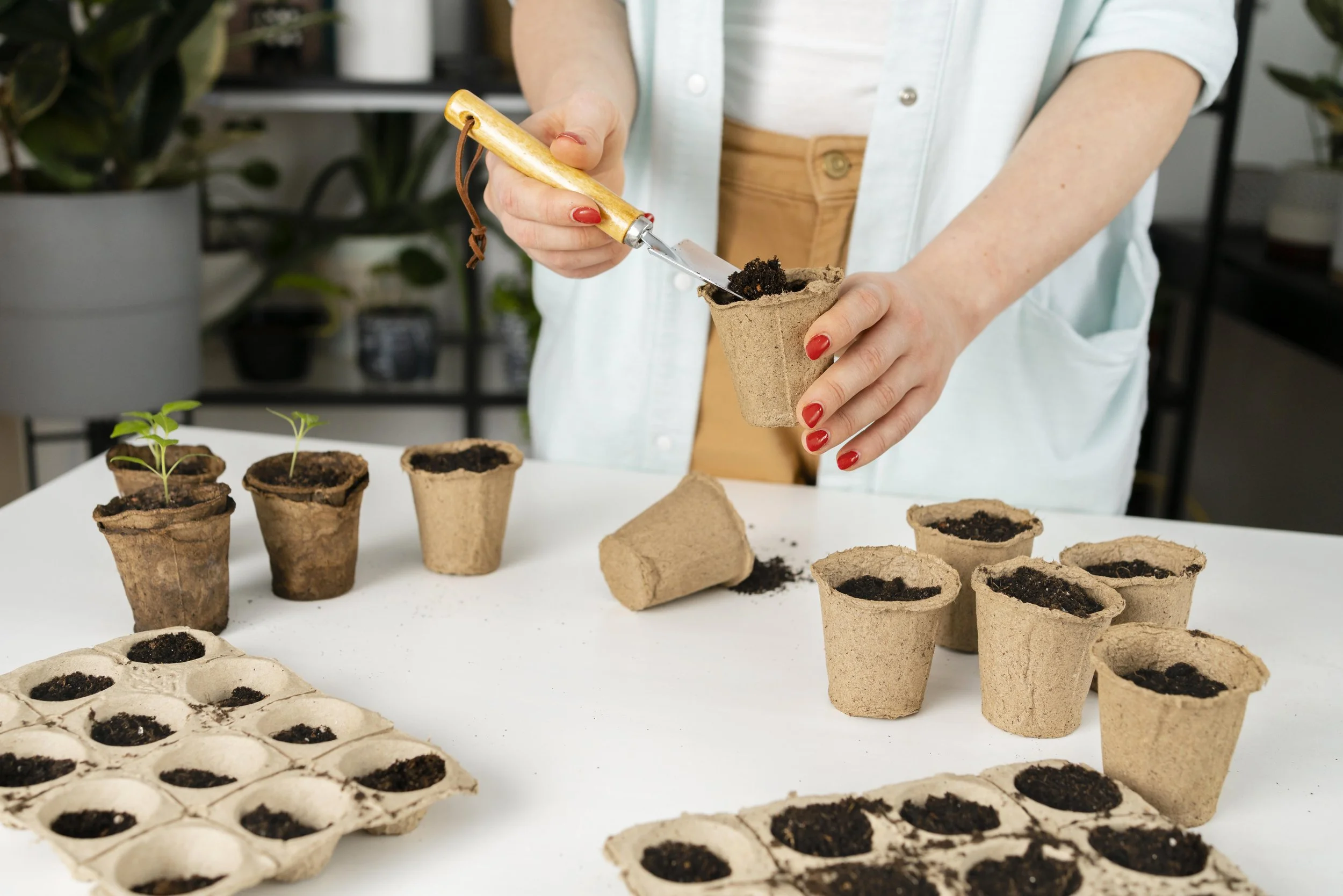 Interior plant designer Las Vegas preparing plants for indoor spaces