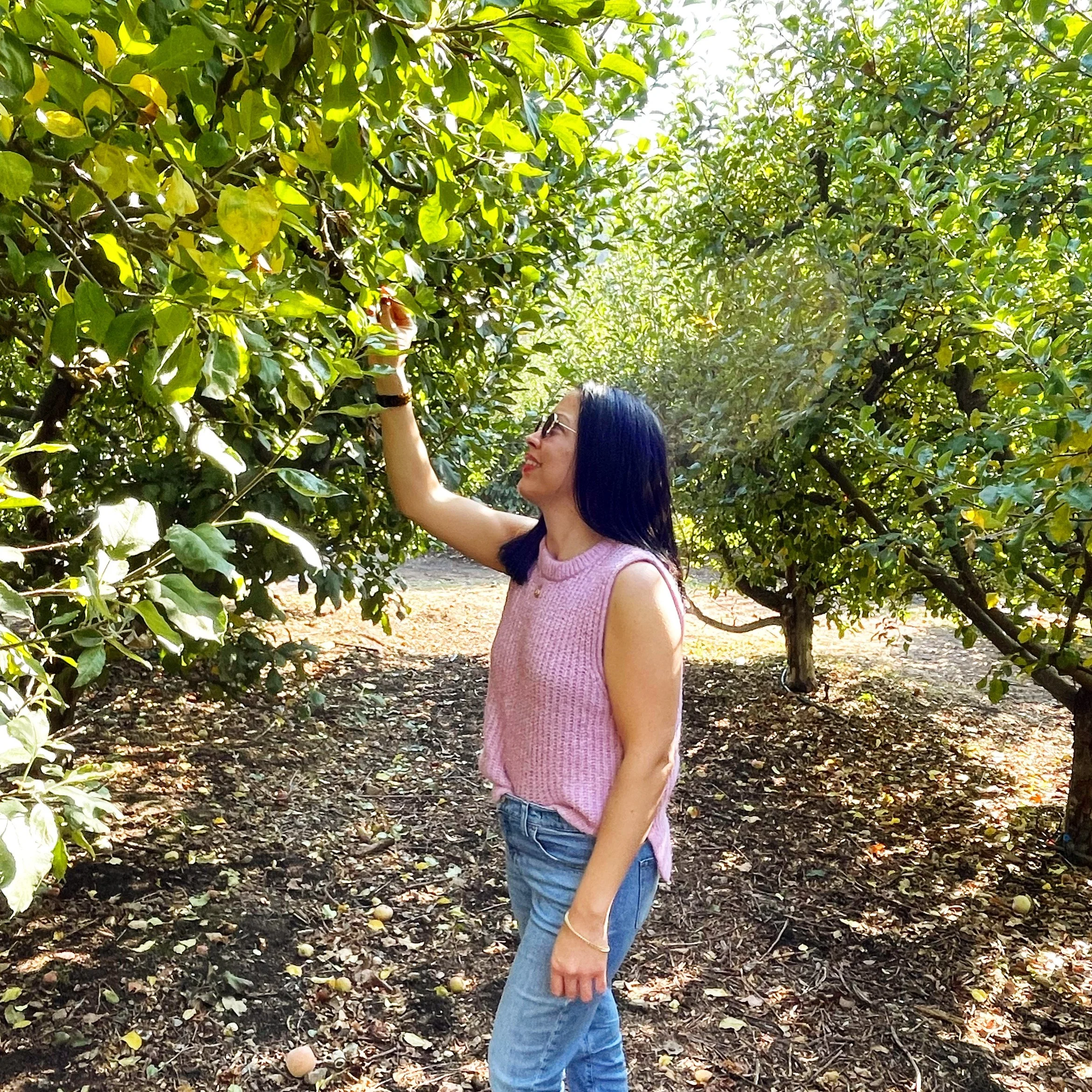 I'm wearing a pink sweater an jeans, picking an apple in an orchard.