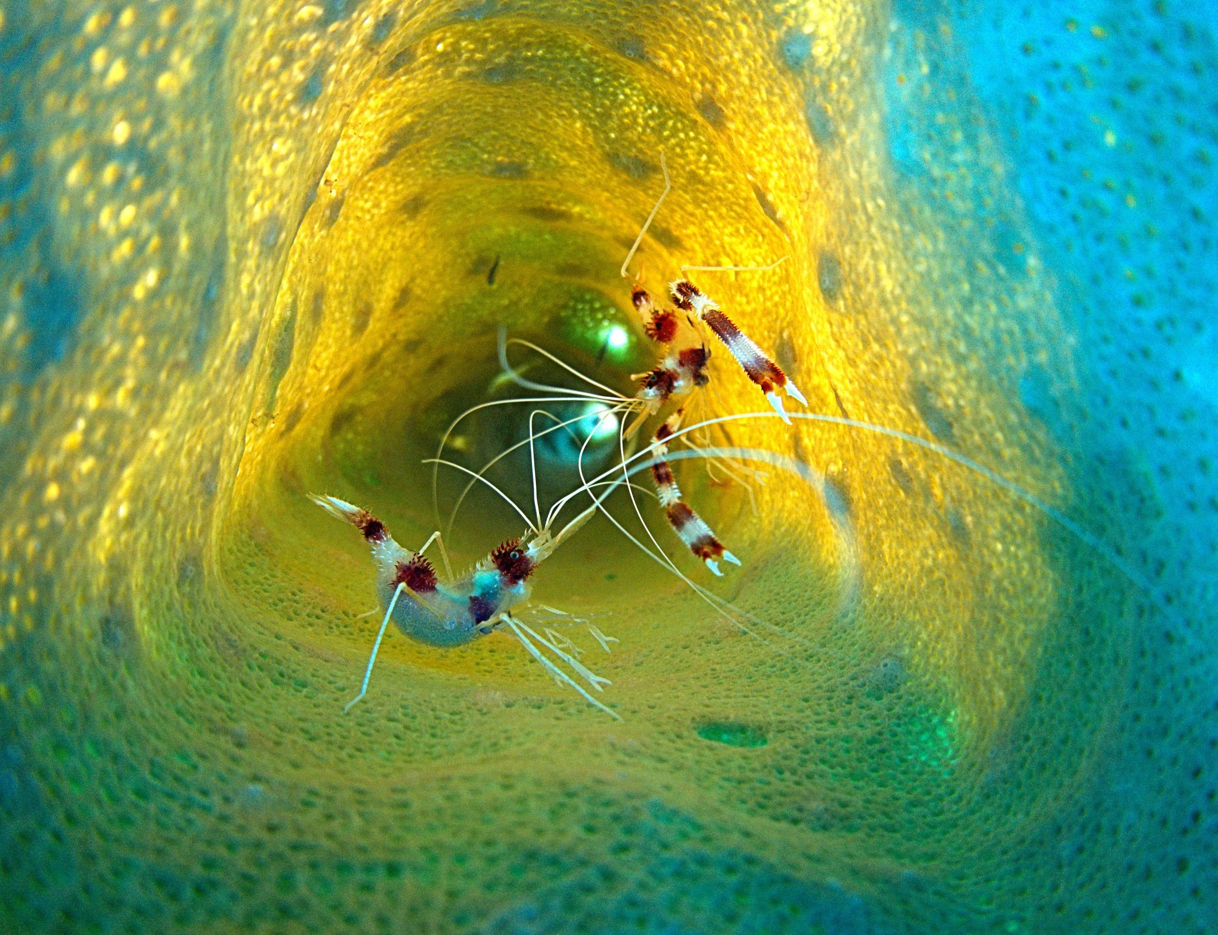 Stay & Dive Packages Roatan Brisas del Mar Beach + Dive Resort Roatan & Island Diving Center