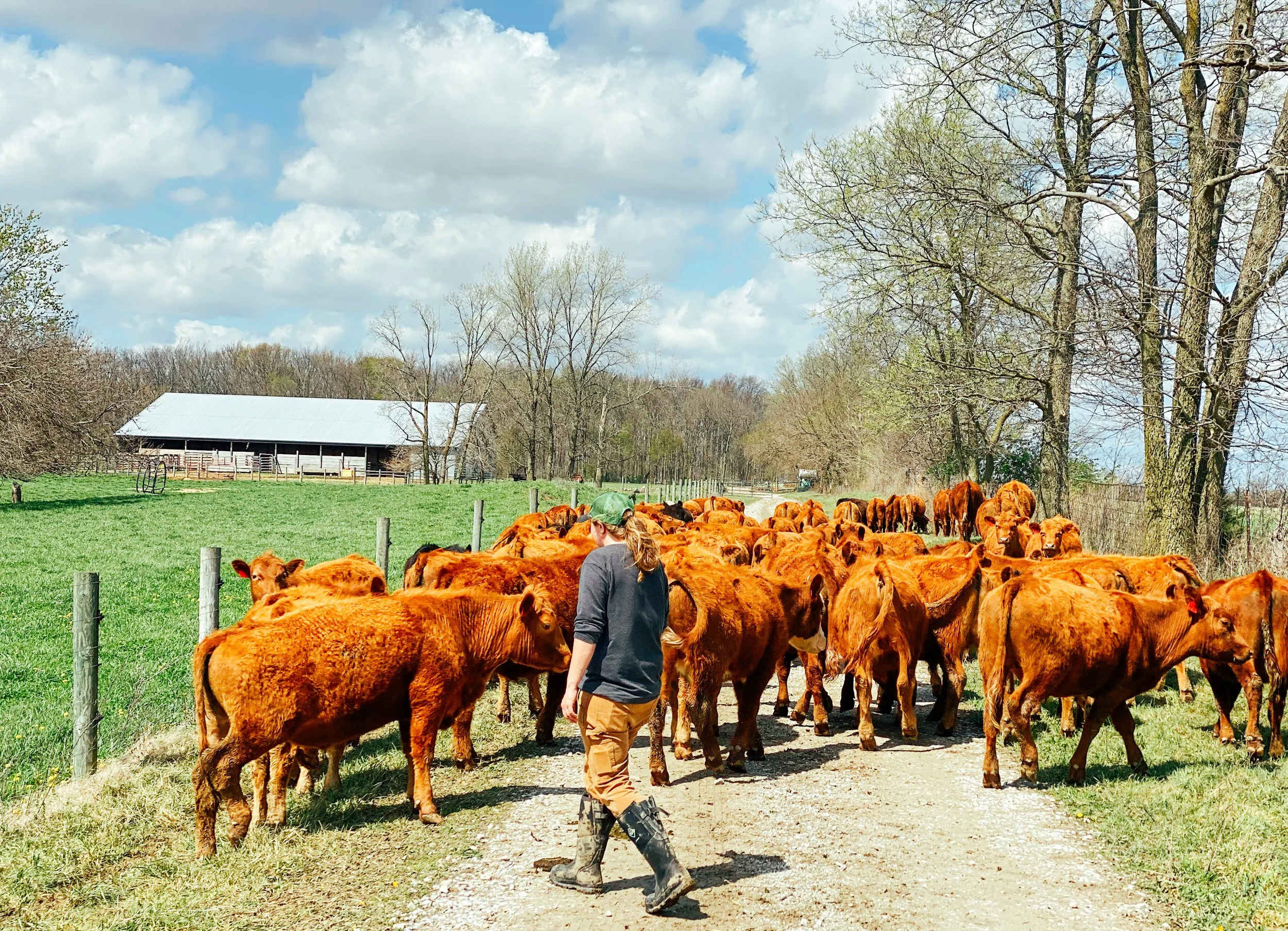 Tyner Pond Farm 100 Grass Fed Beef Pasture Raised Poultry Locally