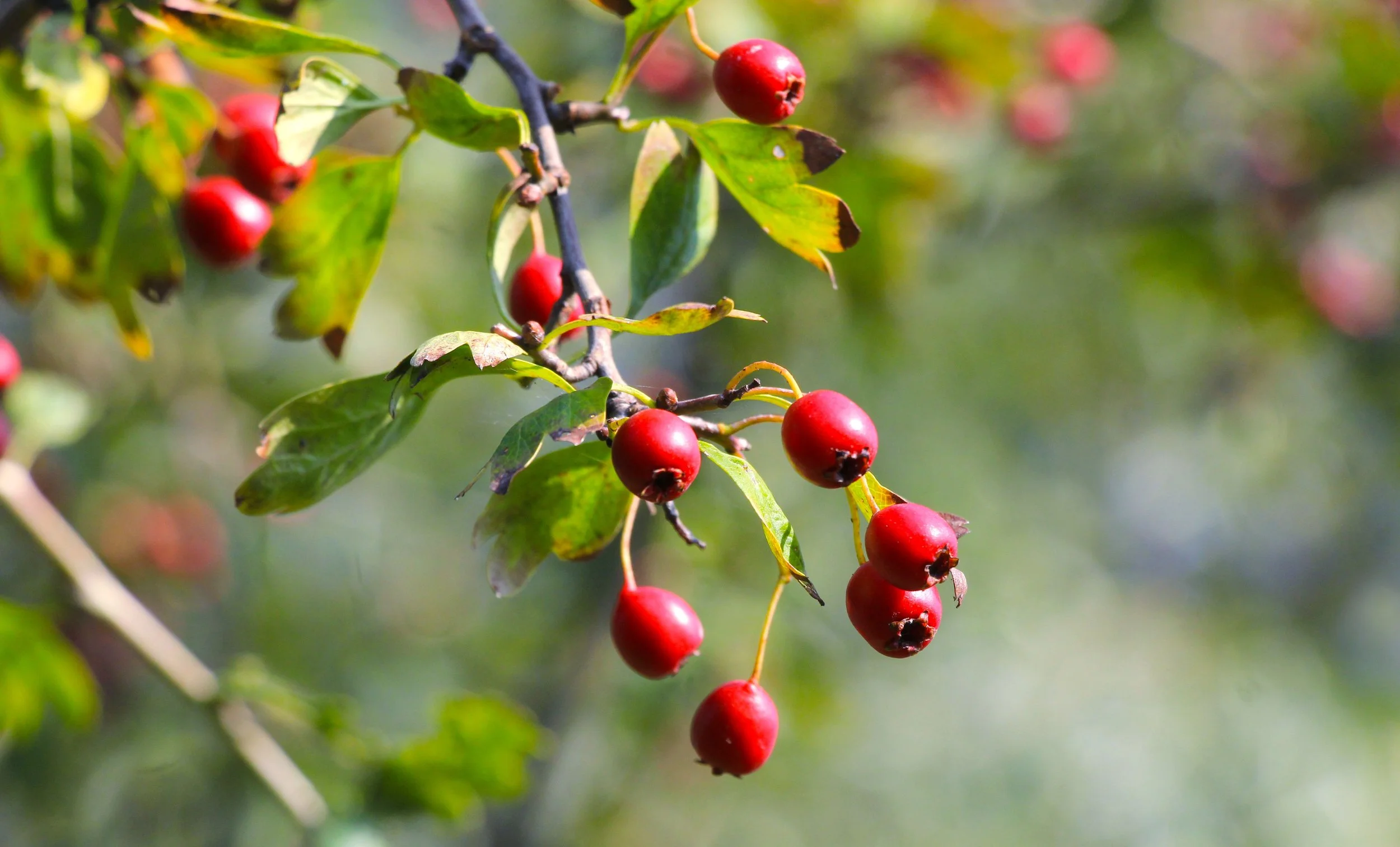 Herbs for Circulation and Blood Flow