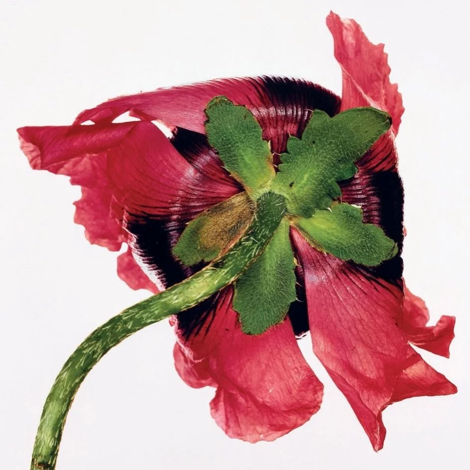 A little Sunday inspo from:
Irving Penn - Single Oriental Poppy, New York, 1968