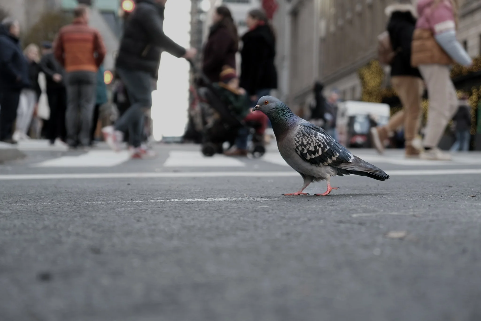 DSCF2518.jpg