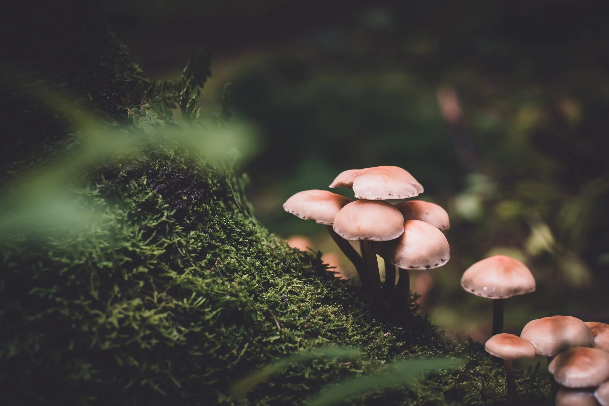 unsplash-image-QN6NkYi3CKs.jpg