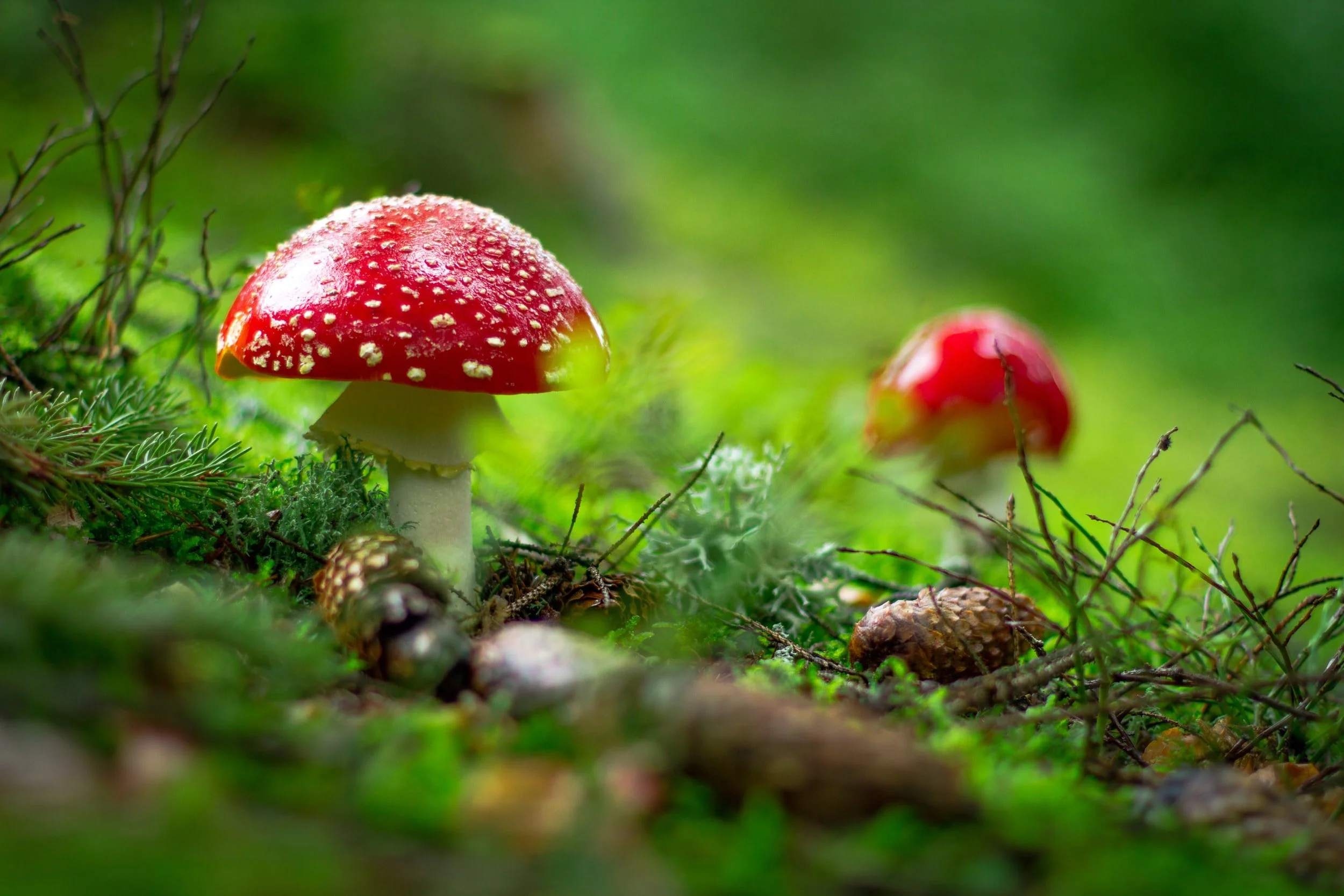 Alternatives to gendered language in Ecology