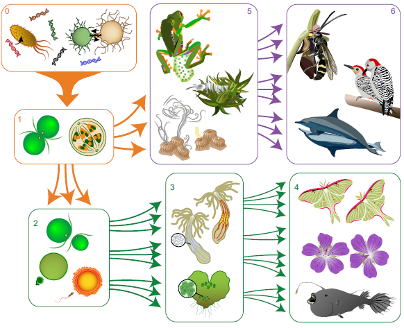 New paper on the many ways sex is used in biology: no wonder there is such confusion!