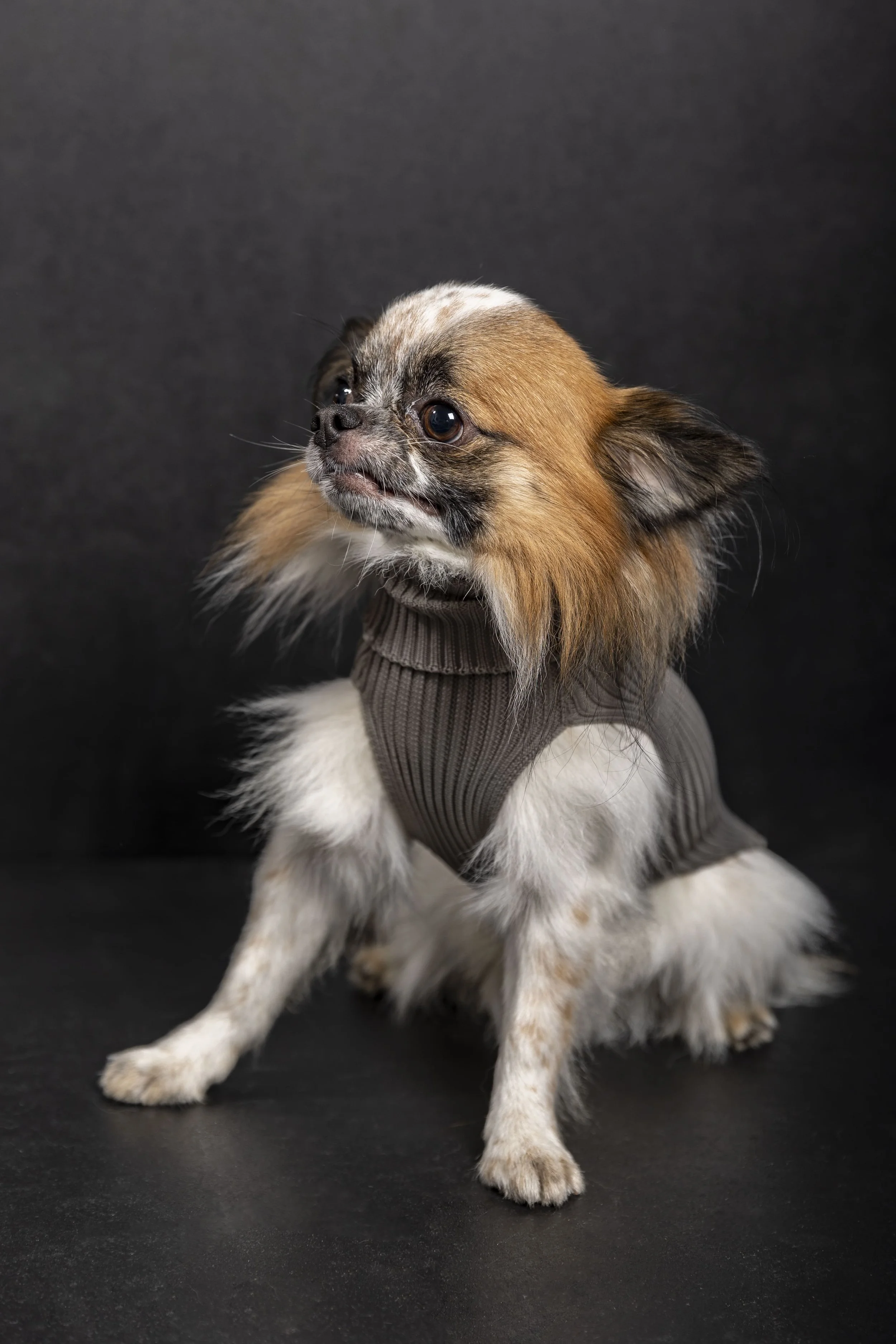 omniagioia_maglioncino_cane_pet_pearl_grey.jpg