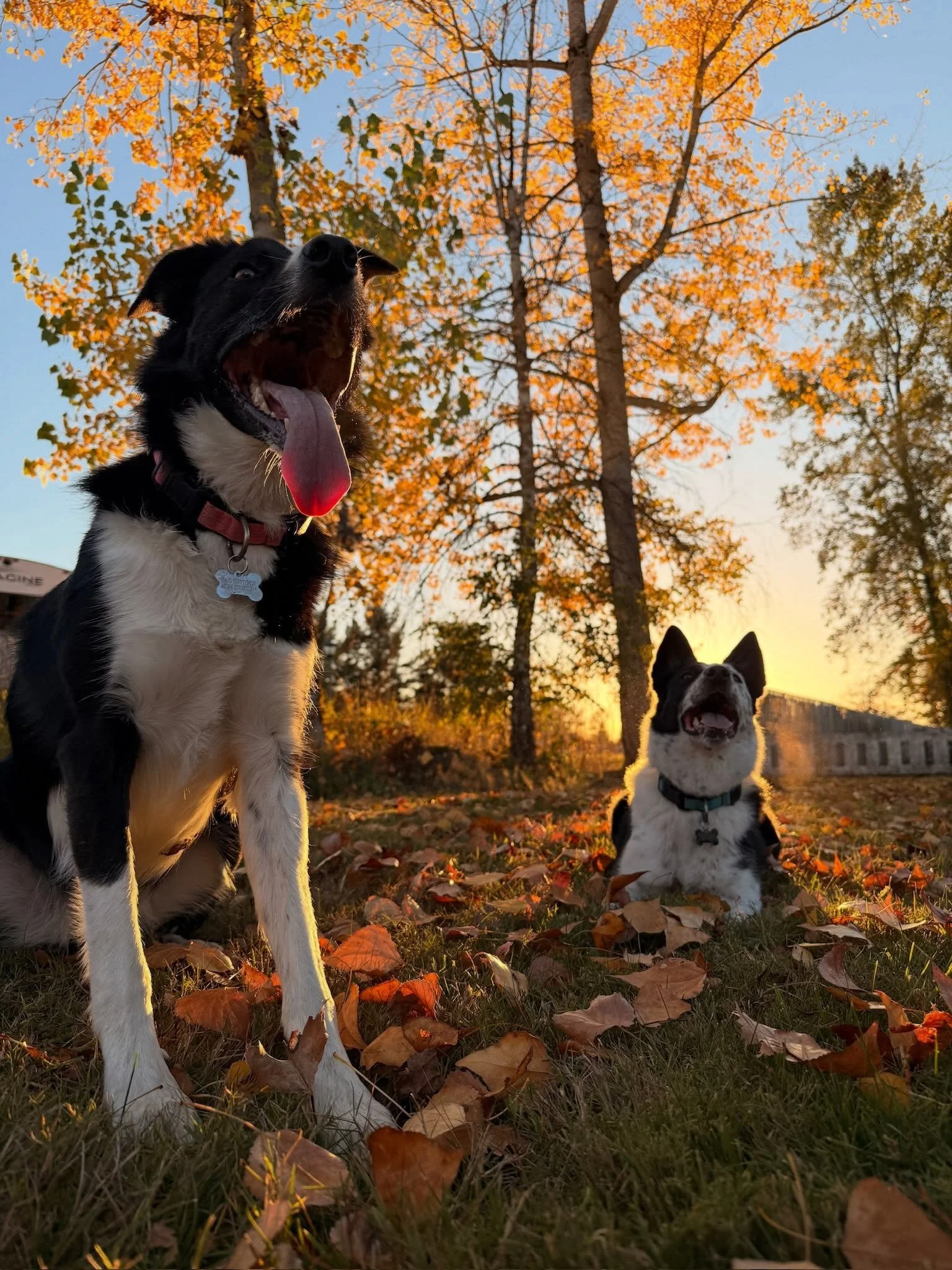 So, what is so great about Buckley?

For me, it starts with the geography. A flat city laid across a high plateau. The White River standing guard to the North. The Cascades rising to the East. Mount Rainier towering in the Southeast.

Then you have t