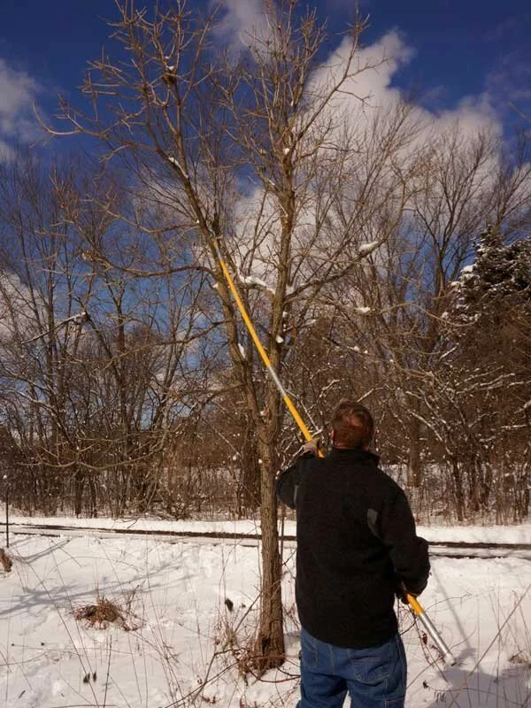 Winter Small Tree and Shrub Trimming