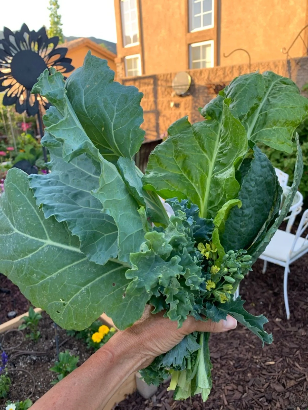 freshly harvested kale and leafy greens held in a backyard garden.