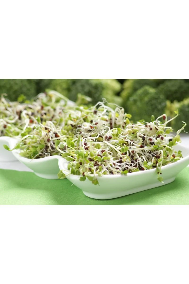 Broccoli Sprouts: Tiny Greens with Mighty Power
