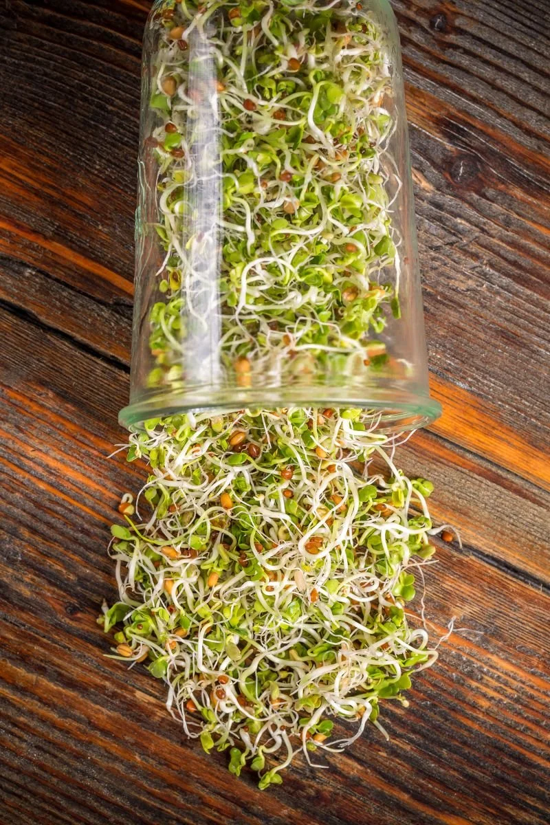 Homegrown broccoli sprouts spilling from a glass sprouting jar onto a wooden table.