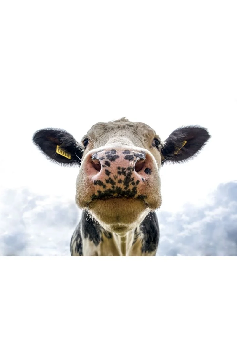 Dairy is Scary… Discover the Benefits of Going Dairy-Free 