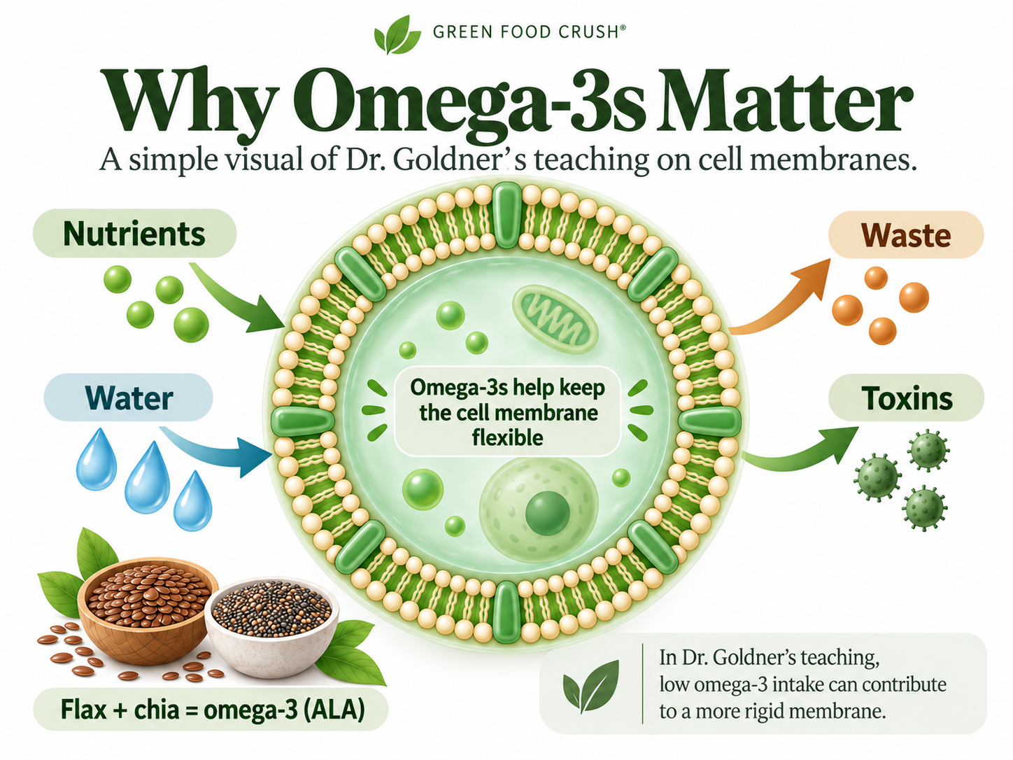 Simple visual of Dr. Brooke Goldner's teaching about omega-3's and cell membrane flexibility.
