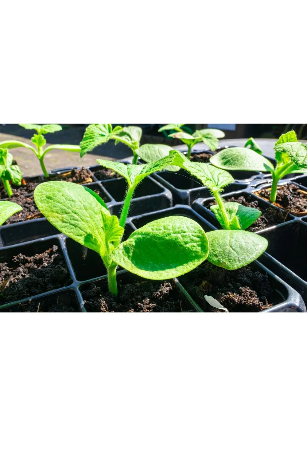 Young vegetable seedlings growing in soil representing the body's ability to heal and recover