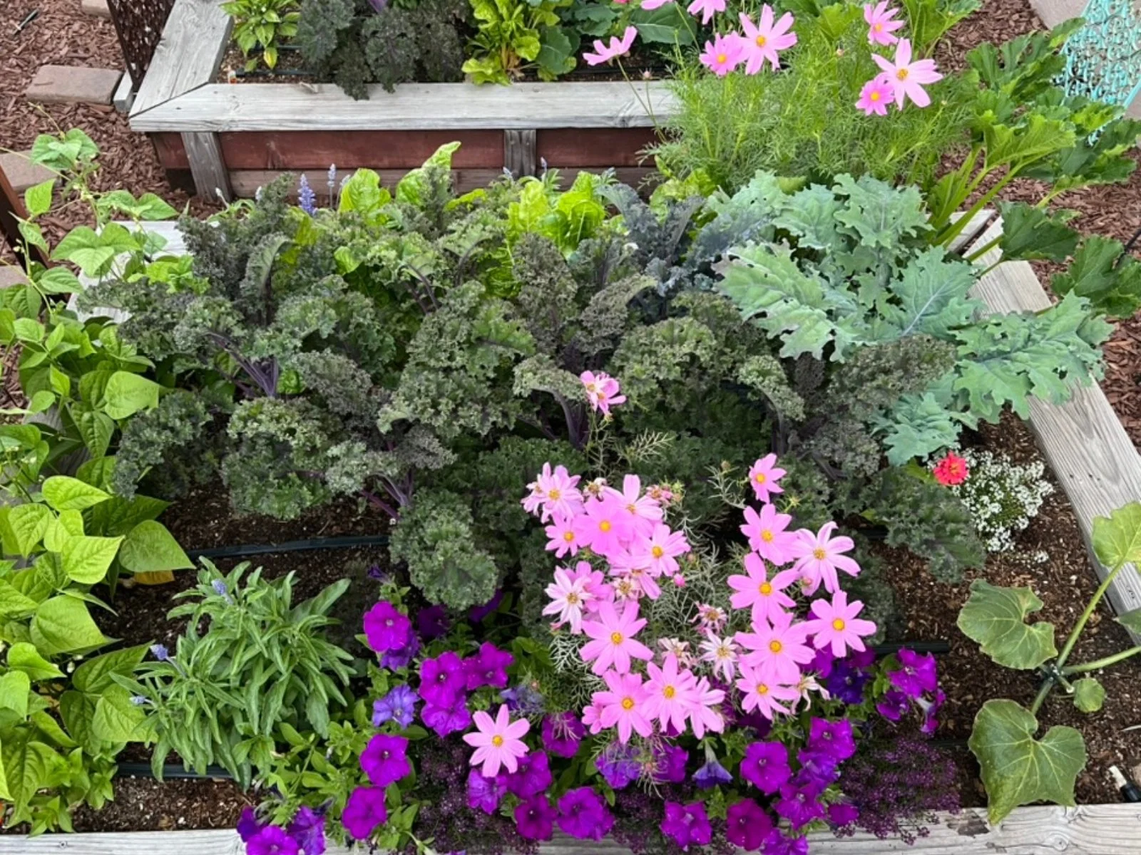 A diverse garden filled with kale, leafy greens, vegetables, and flowers growing together