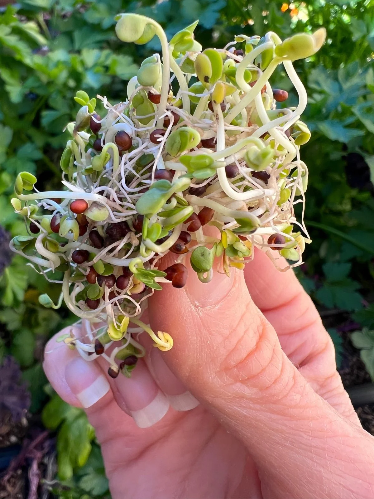 Fresh broccoli sprouts held in a hand outdoors