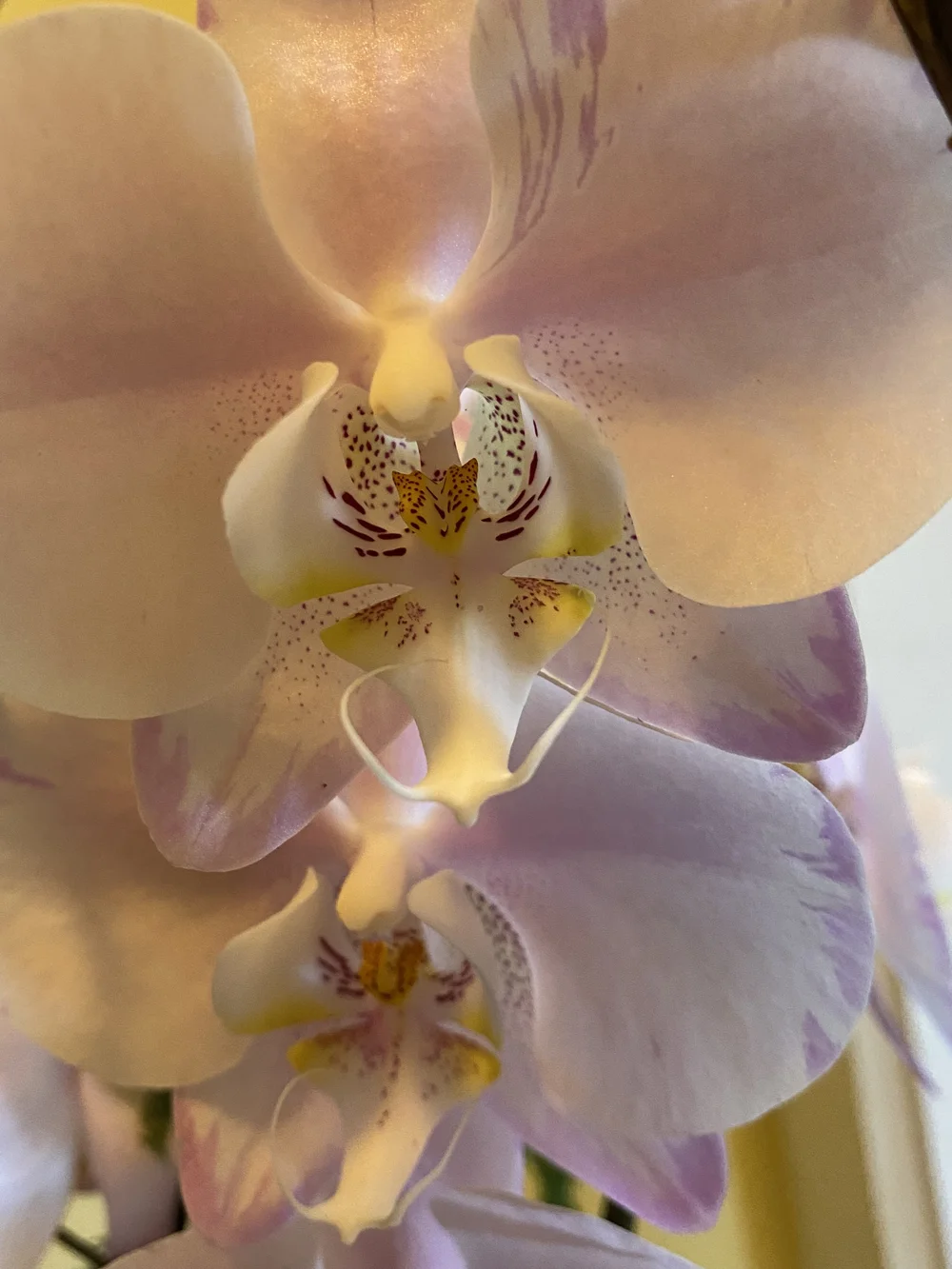 Stillpoint Acupuncture