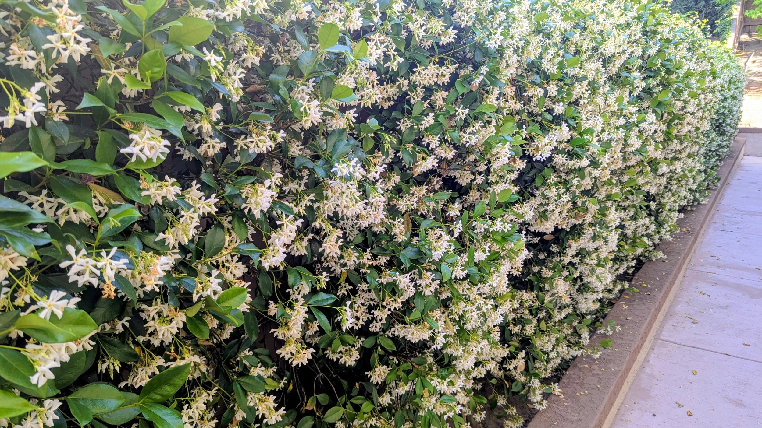 "A party for the eyes and the nose!", our wall of sweet smelling Star Jasmine in our backyard, photo and description by: Ron and Reina