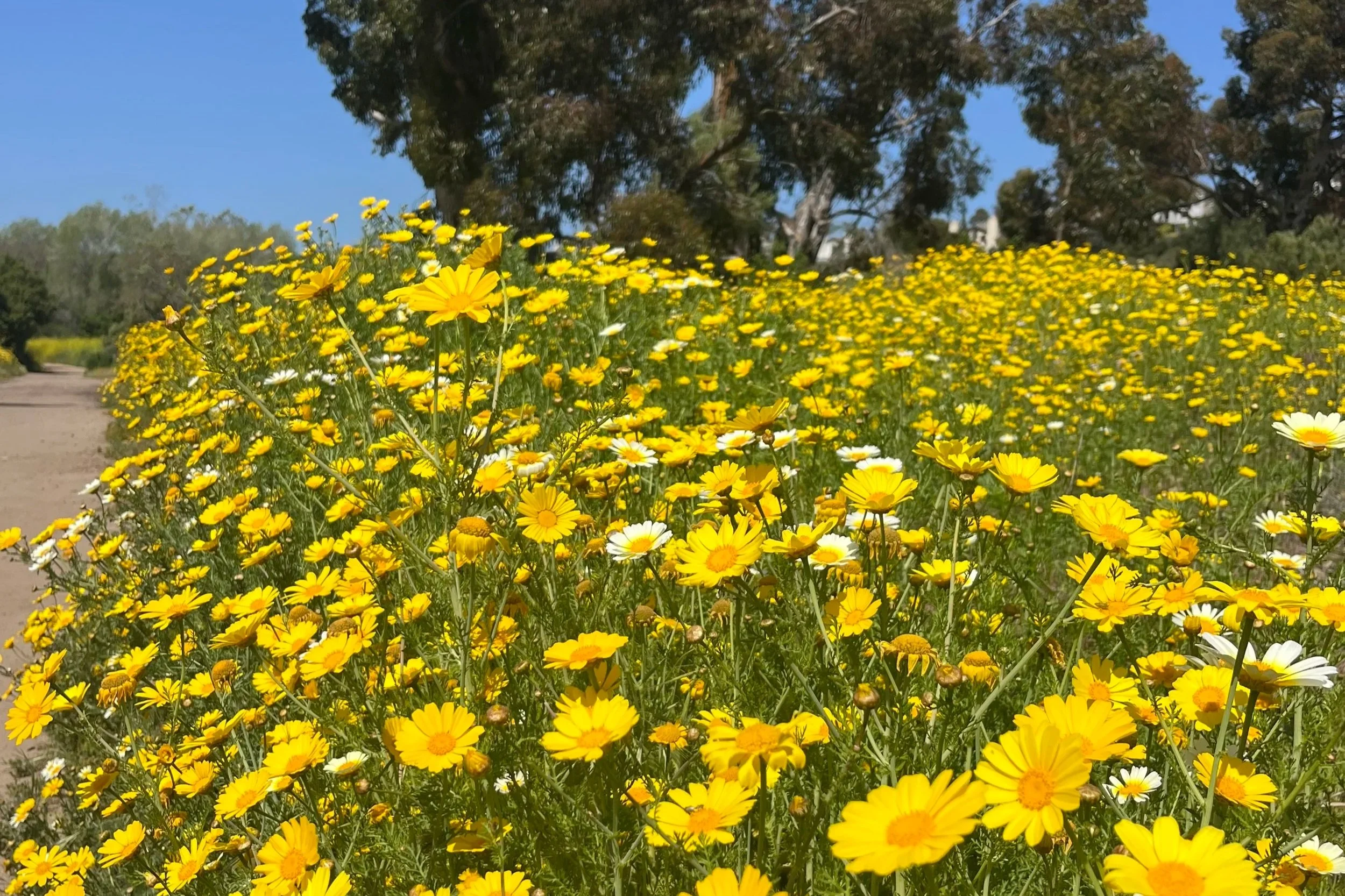 Wildflowers on a trail in SD, photo by: Sarah