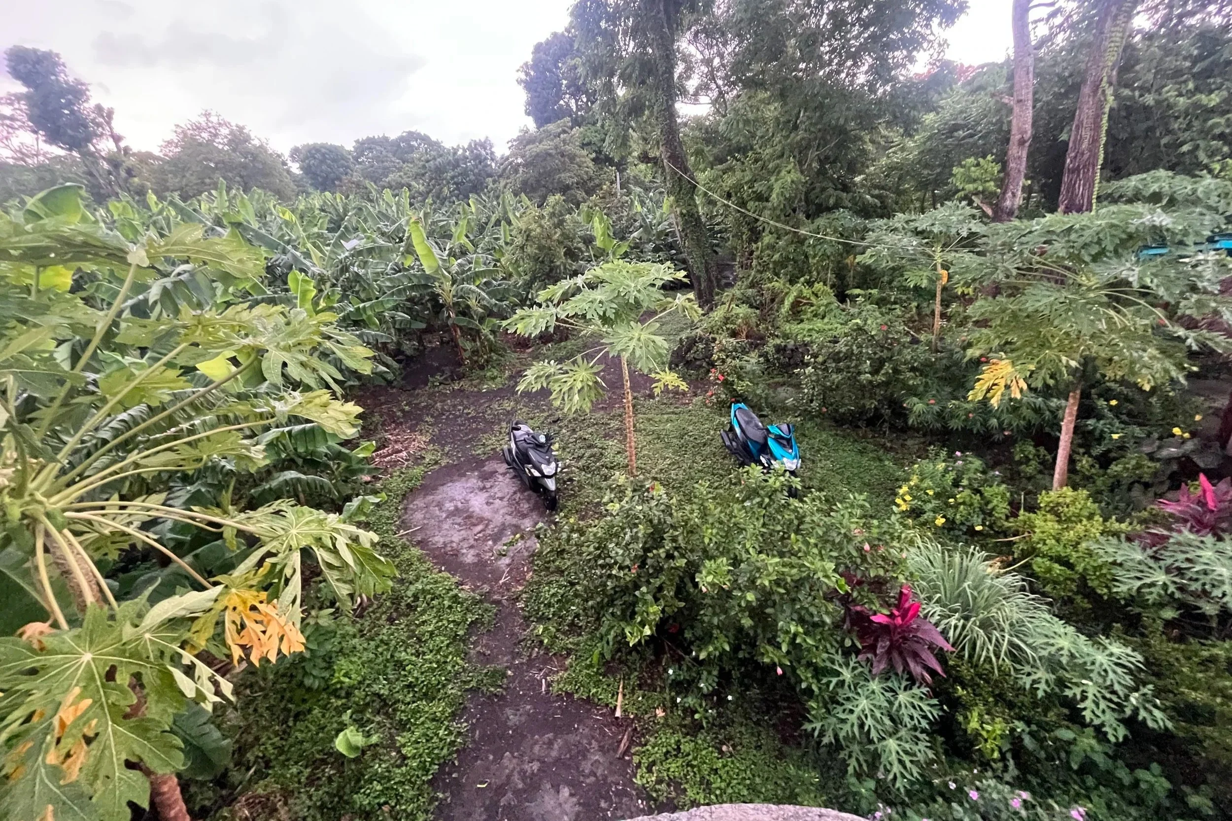 Banana tree farm in Ometepe, Nicaragua, photo by: Sarah