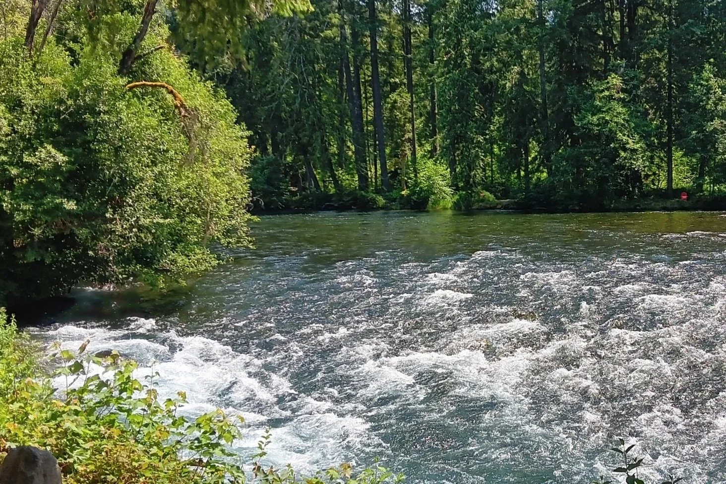 McKenzie+River+-+Glenda+McKibben.jpg