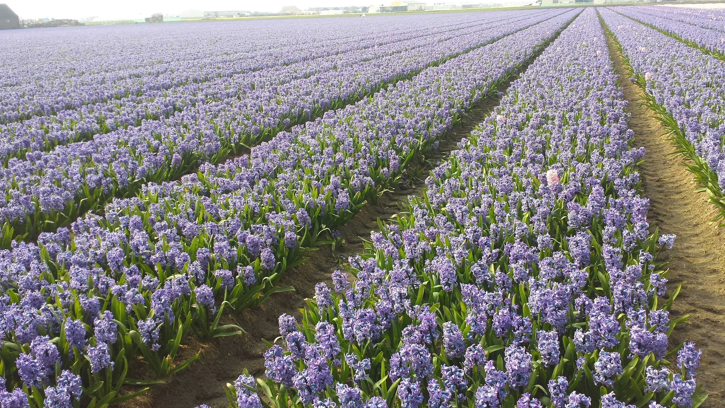 Keukenhof Gardens, Lisse Netherlands, photo by: Traci Schuck