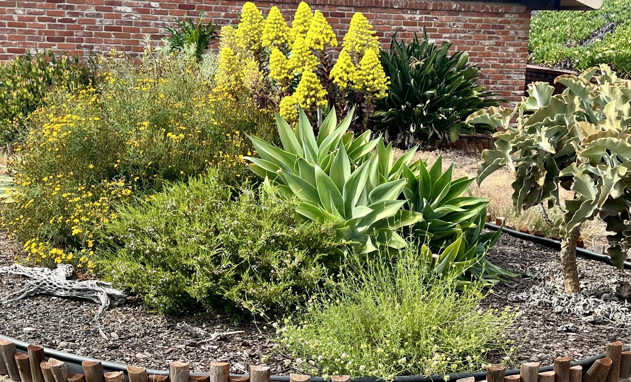 "God provides beauty and nourishment wherever we are.", drought tolerant garden in my front yard, photo and description by: Jill Van Wormer