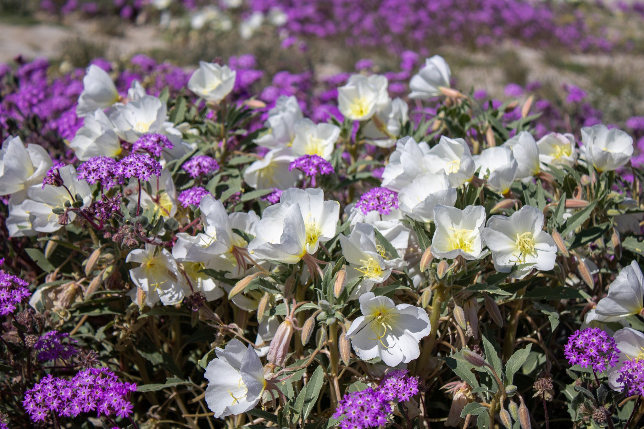 Anza Borrego in a super bloom, photo by: Traci Schuck