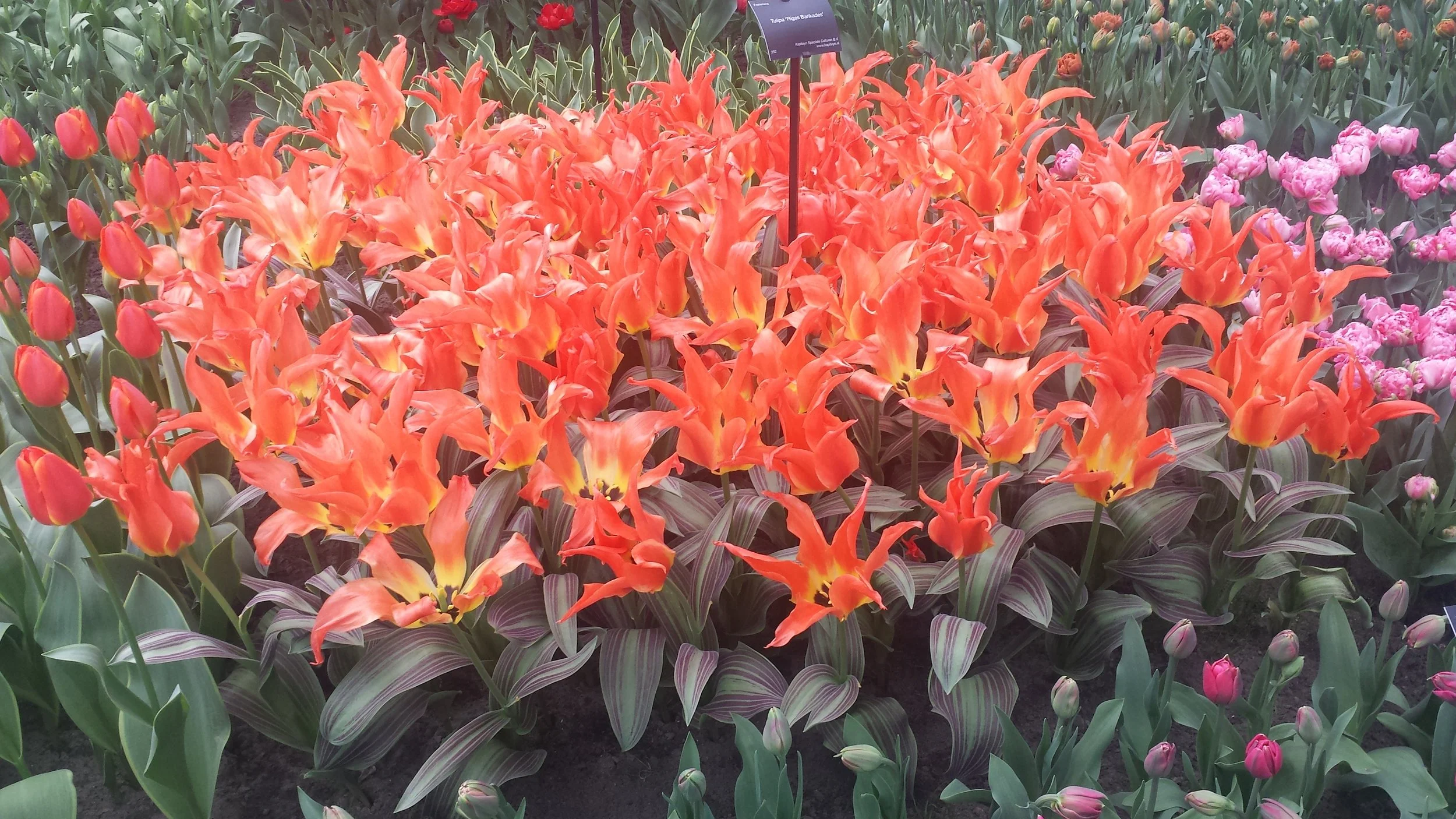 Keukenhof Gardens, Lisse Netherlands, photo by: Traci Schuck