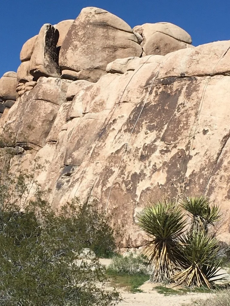 Location: Joshua Tree National Park