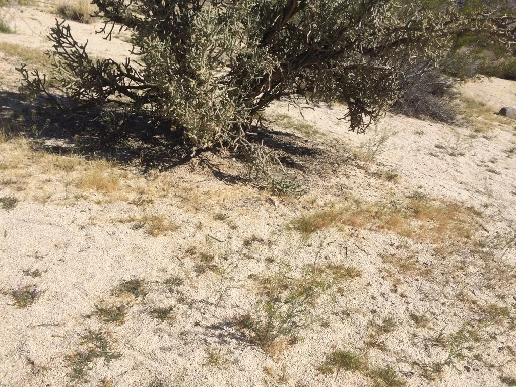 desert2 - Brian Parcel.jpeg