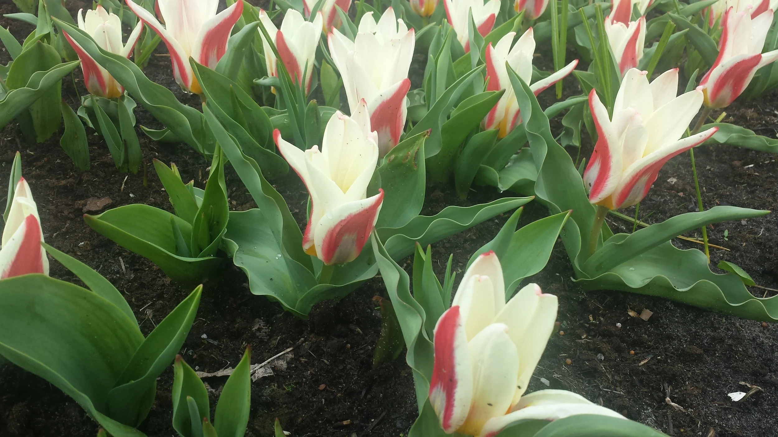Keukenhof Gardens, Lisse Netherlands, photo by: Traci Schuck