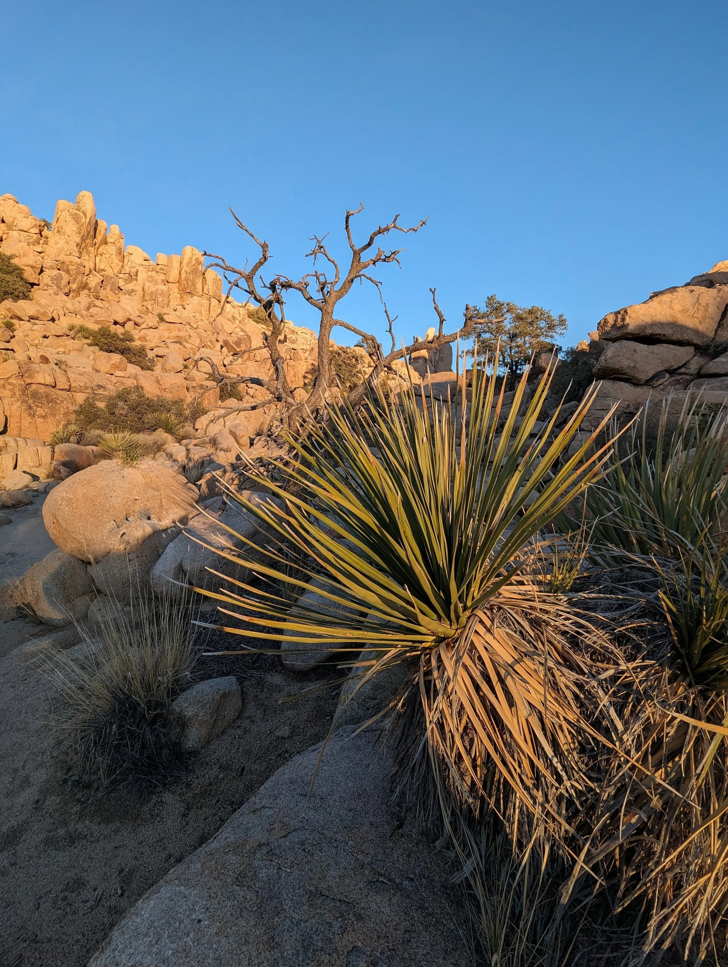 Joshua Tree, photo by: Carrie Buchan